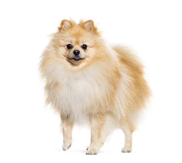Framed Print : Pomeranian looking at the camera