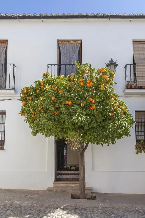 Framed Print : Pomeranian tree in the old town centre of Ronda