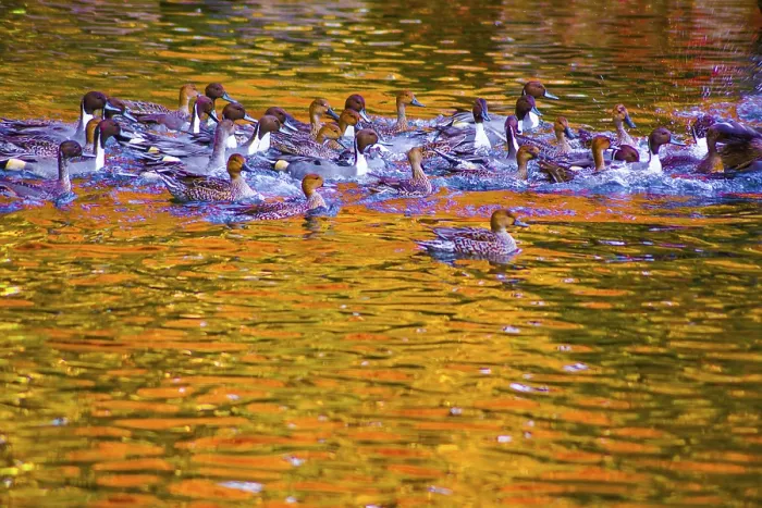 Framed Print : Pond duck with autumn leaves being reflected