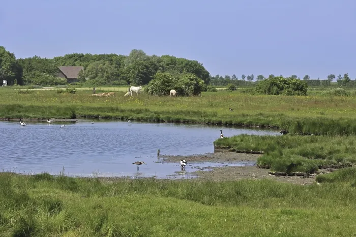 Framed Print : Pond with ducks and waders at the nature reserve Yerseke Moer at Zuid-Beveland in Zeeland