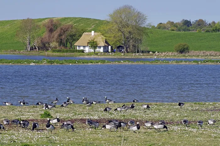 Framed Print : A pond with geese in the foreground