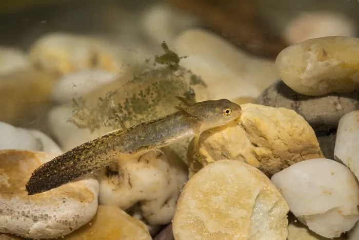 Framed Print : Pond newt larva, Lissotriton vulgaris, smooth newt