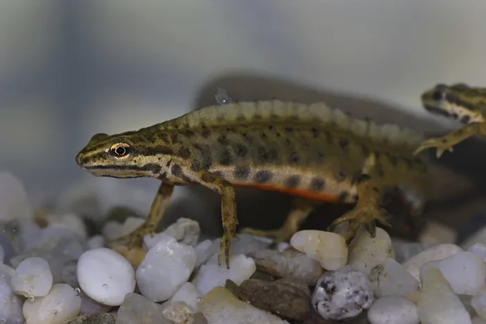 Framed Print : Pond newt, male, Lissotriton vulgaris