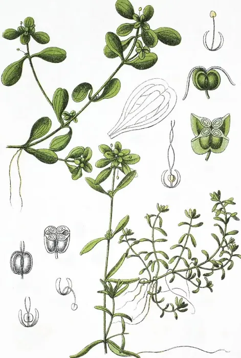 Framed Print : Pond Water Starwort (Callitriche stagnalis)
