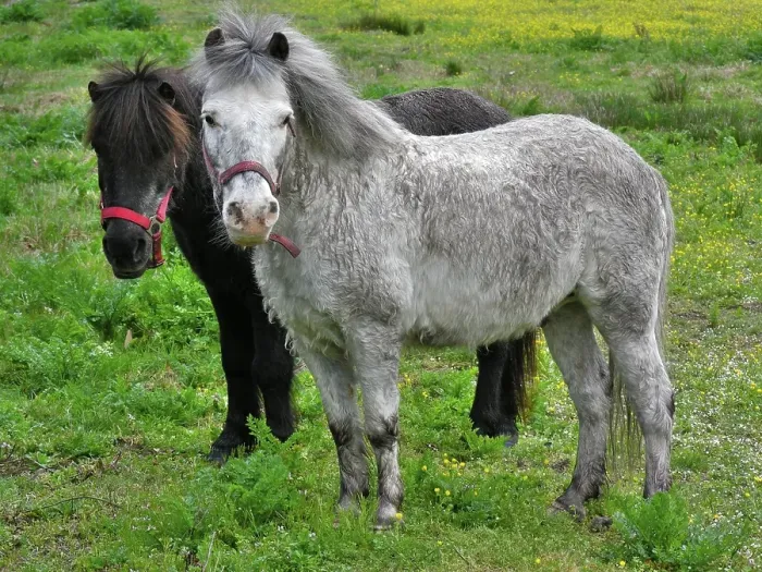 Framed Print : Ponies horses on a meadow