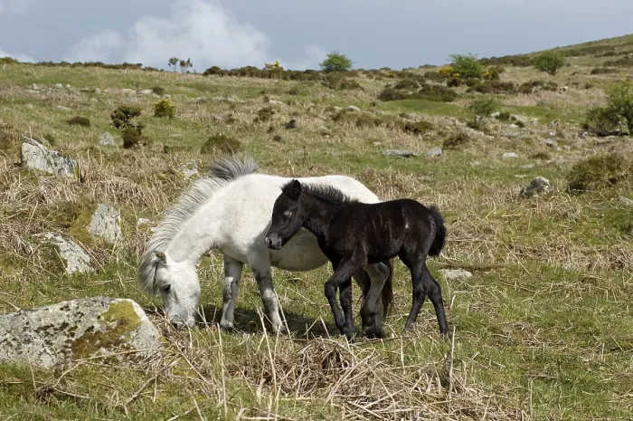 Framed Print : Pony with foal Dartmoor National Park Devon England Framed Print : Pony with foal Dartmoor National Park Devon England