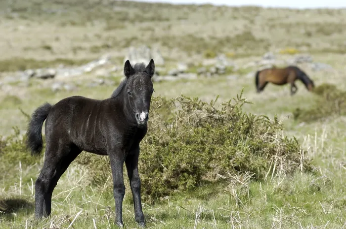 Framed Print : Pony foal Dartmoor National Park Devon England