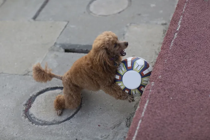 Framed Print : Poodle dog playing with leather Soccer ball Framed Print : Poodle dog playing with leather Soccer ball