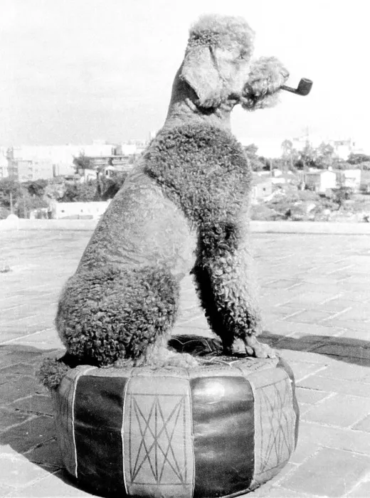 Framed Print : Poodle smokes pipe, ca. 1950, exact place unknown Framed Print : Poodle smokes pipe, ca. 1950, exact place unknown