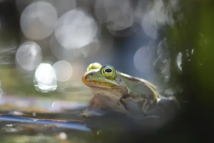 Framed Print : Pool frog (Pelophylax lessonae) Framed Print : Pool frog (Pelophylax lessonae)