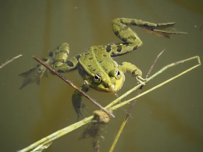 Framed Print : Pool frog (Pelophylax lessonae Rana lessonae) Framed Print : Pool frog (Pelophylax lessonae Rana lessonae)