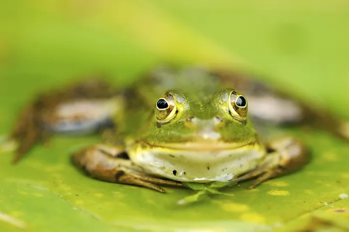 Framed Print : Pool Frog (Rana lessonae), sitting on a leaf