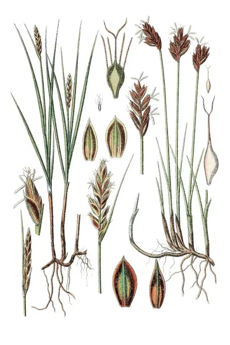 Framed Print : Poorland flatsedge (Cyperus compressus) on the left
