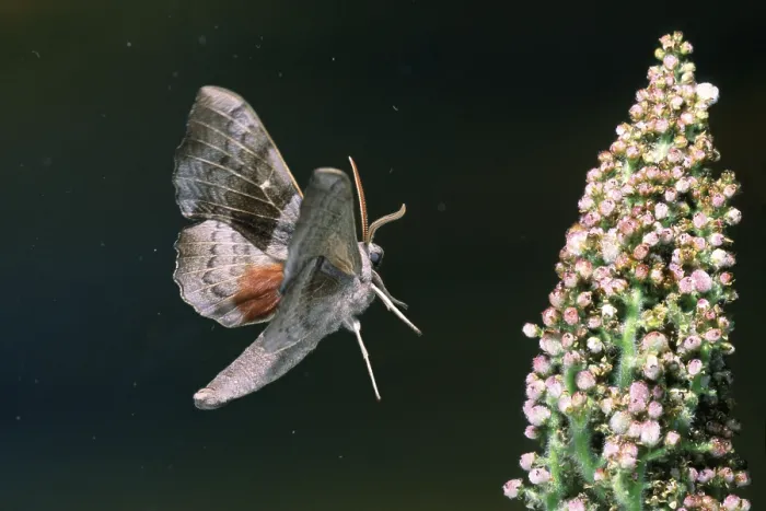 Framed Print : Poplar Hawk-mothmoth, poplar hawkmoth (Laothoe populi)