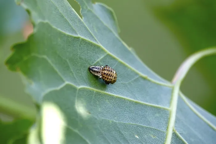 Framed Print : Poplar leaf beetle, larva, autumn, Germany Framed Print : Poplar leaf beetle, larva, autumn, Germany