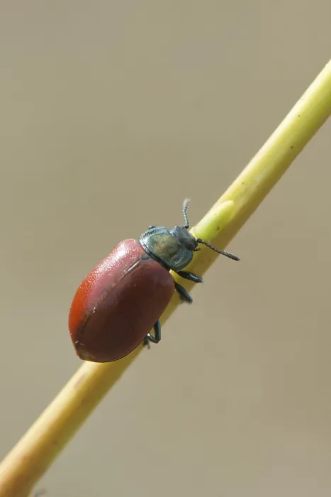 Framed Print : Poplar Leaf Beetle (Melasoma populi)
