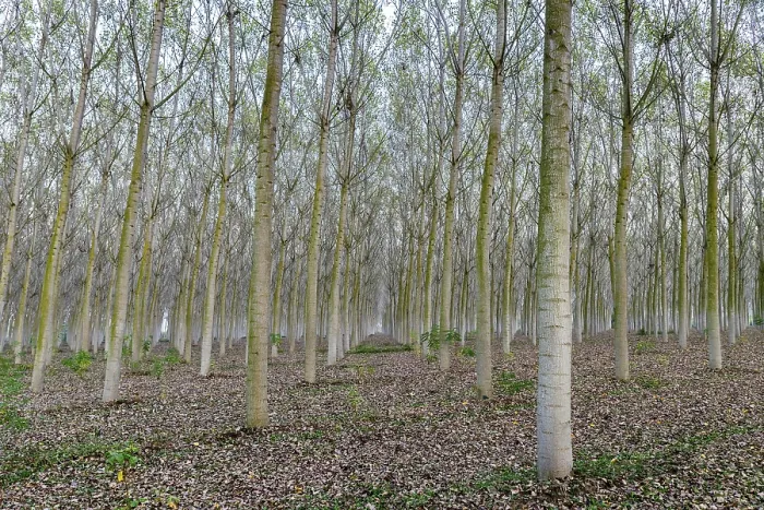 Framed Print : Poplars (Populus), Plantation, Po Valley