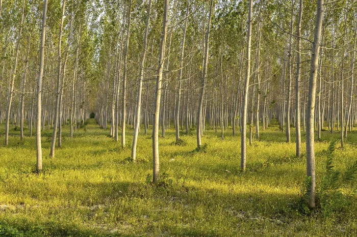 Framed Print : Poplars (Populus), Plantation, Po Valley