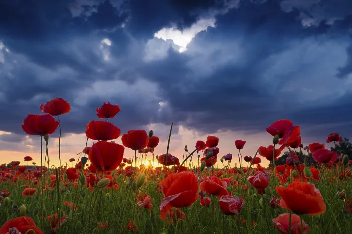 Framed Print : Poppies (Papaver), flowers against a stormy sky Framed Print : Poppies (Papaver), flowers against a stormy sky
