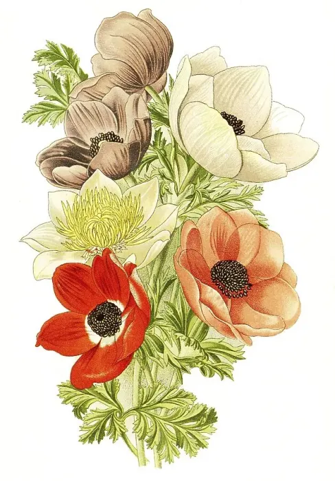 Framed Print : Poppy anemone (Anemone coronaria) Framed Print : Poppy anemone (Anemone coronaria)