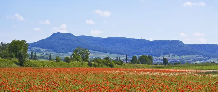 Framed Print : Poppy field near Neunkirch in the canton of Schaffhausen
