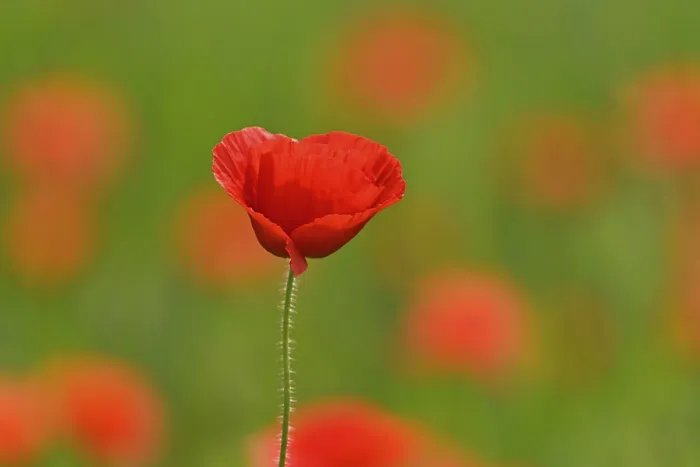 Framed Print : Poppy flowers (Papaver rhoeas)