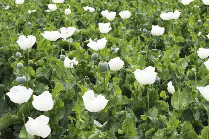 Framed Print : Poppy flowers plantation, Neemuch