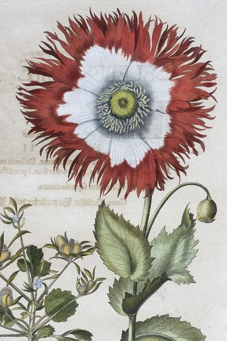 Framed Print : Poppy (Papaver), hand-coloured copper engraving by Basilius Besler