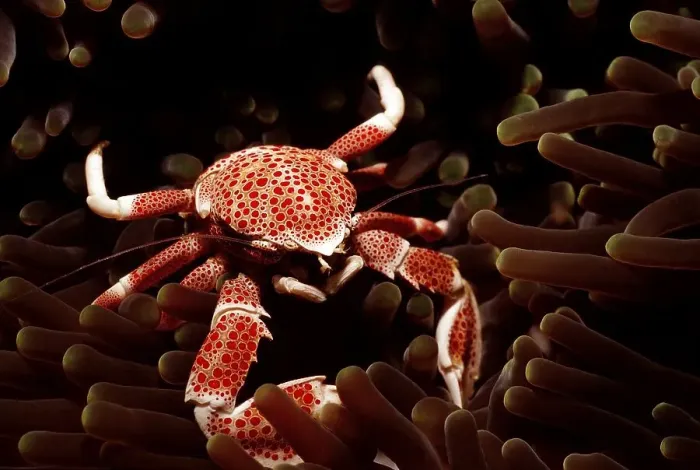 Framed Print : Porcelain Crab (Neopetrolisthes maculatus) Bali