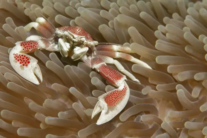 Framed Print : Porcelain crab (Neopetrolisthes maculatus) on sea anemone (Actiniaria)