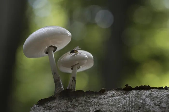 Framed Print : Porcelain fungi (Oudemansiella mucida)