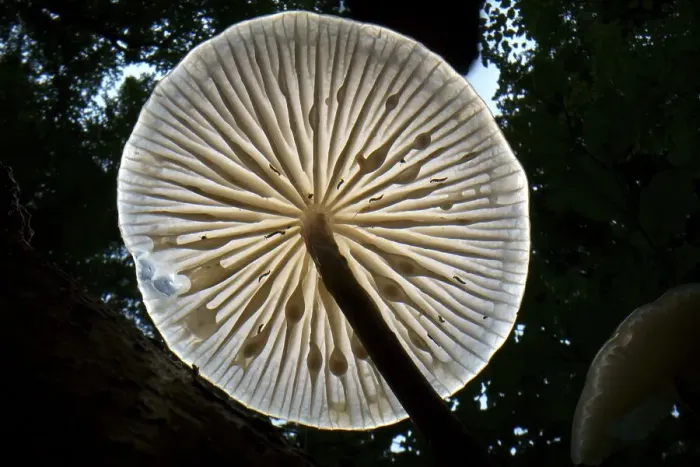 Framed Print : Porcelain fungus (Mucidula mucida)