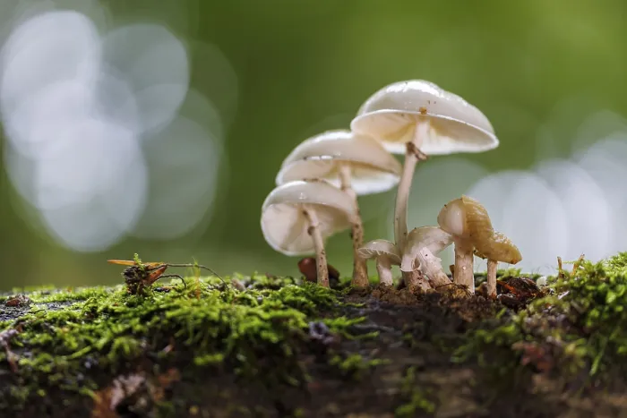 Framed Print : Porcelain fungus (Mucidula mucida), Germany