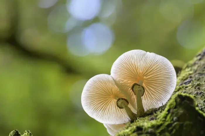 Framed Print : Porcelain fungus (Oudemansiella mucida)