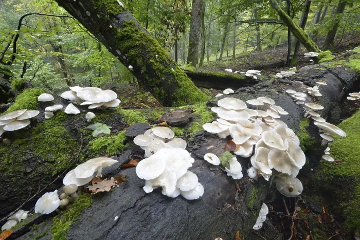 Framed Print : Porcelain fungus (Oudemansiella mucida)