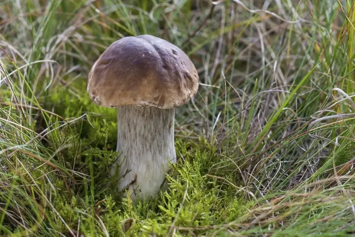 Framed Print : Porcini Mushroom (Boletus edulis)