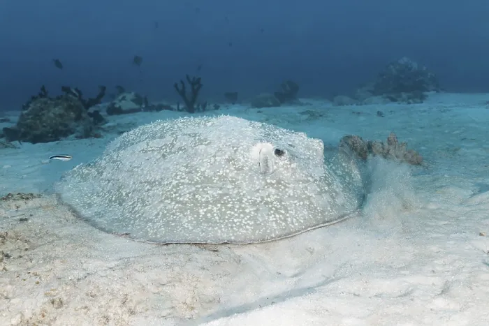 Framed Print : Porcupine ray (Urogymnus asperrimus) lies on sandy bottom