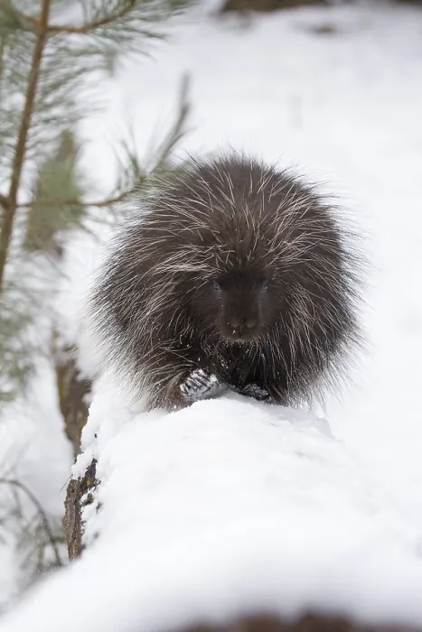 Framed Print : Porcupine wlking on a log in winter Framed Print : Porcupine wlking on a log in winter