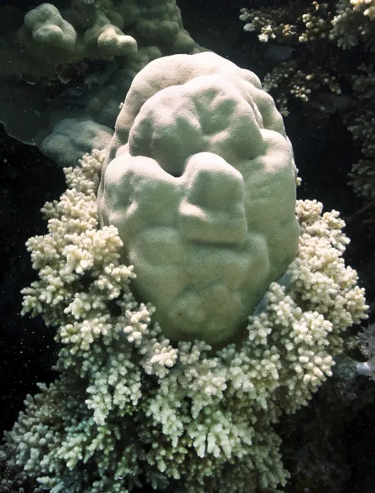Framed Print : Porites lutea, looks like a head with soft corals as a collar
