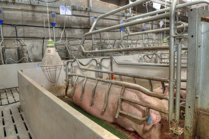 Framed Print : Pork plant with very large pigs in special stalls
