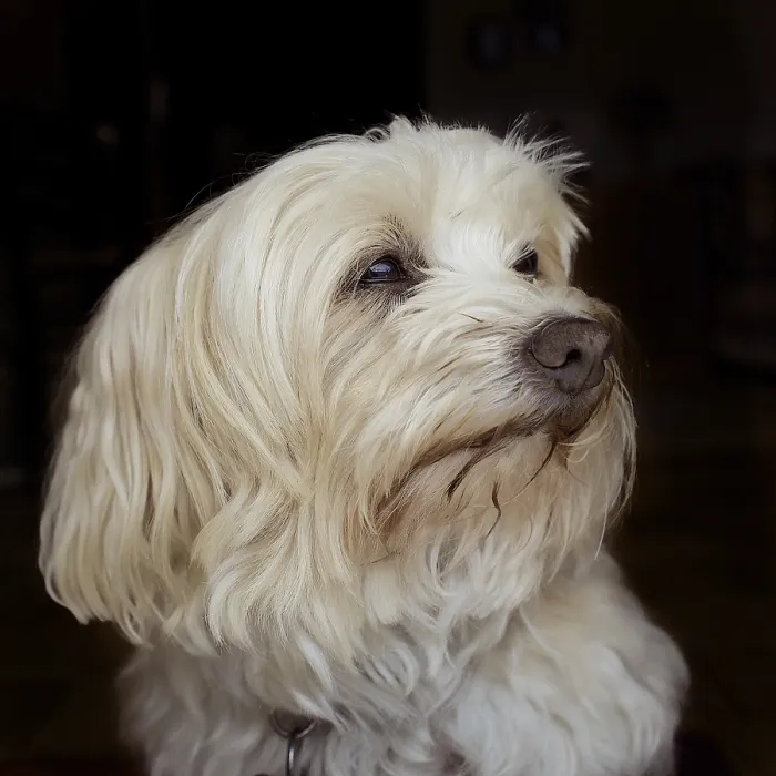 Framed Print : Portrait of a 10 year old Havanese bitch