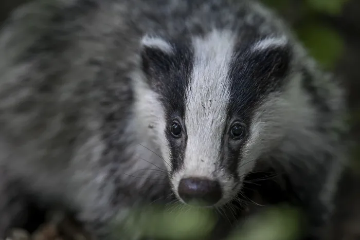 Framed Print : Portrait of a 4 month old badger (Meles meles) Framed Print : Portrait of a 4 month old badger (Meles meles)