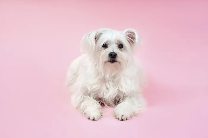 Framed Print : Portrait of adorable white fluffy dog posing on studio isolated on pink background