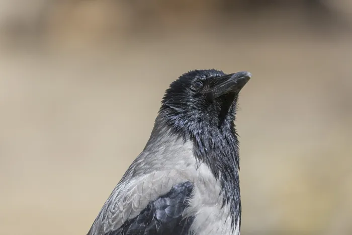 Framed Print : Portrait of an adult carrion crow, Corvus corone Framed Print : Portrait of an adult carrion crow, Corvus corone