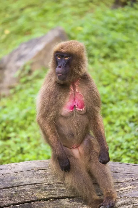 Framed Print : Portrait of an adult female Gelada (Theropithecus gelada) Framed Print : Portrait of an adult female Gelada (Theropithecus gelada)