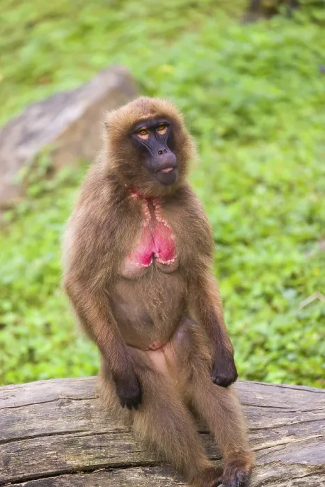Framed Print : Portrait of an adult female Gelada (Theropithecus gelada)