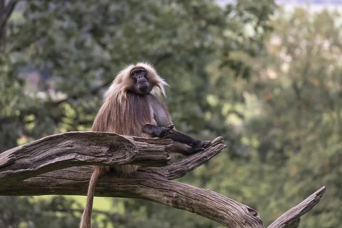 Framed Print : Portrait of an adult male Gelada (Theropithecus gelada)