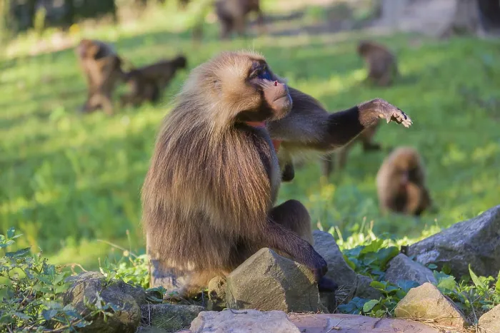 Framed Print : Portrait of an adult male Gelada (Theropithecus gelada) Framed Print : Portrait of an adult male Gelada (Theropithecus gelada)