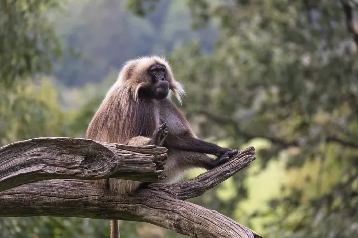Framed Print : Portrait of an adult male Gelada (Theropithecus gelada)