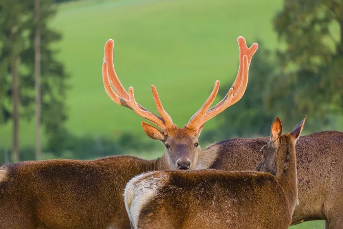 Framed Print : Portrait of an Altai maral stag Framed Print : Portrait of an Altai maral stag
